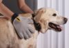 Grooming on Go: How to Simple Top Portable Dog Travel Bowl and Dog Grooming Gloves